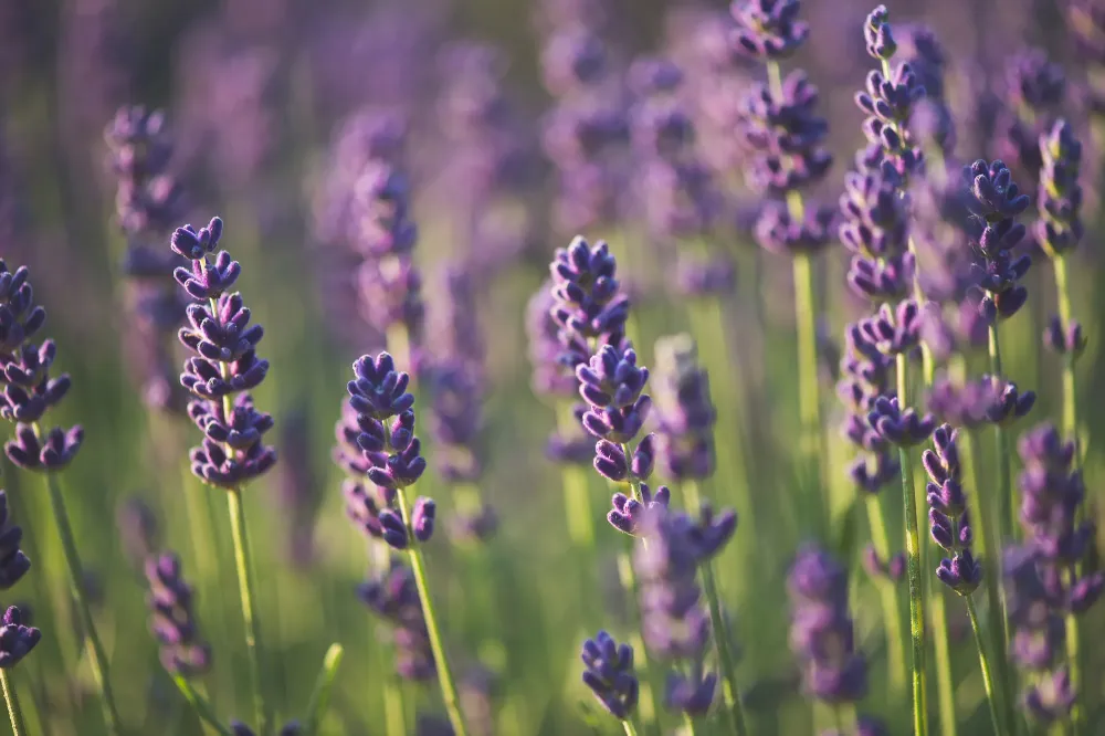 lavande 2